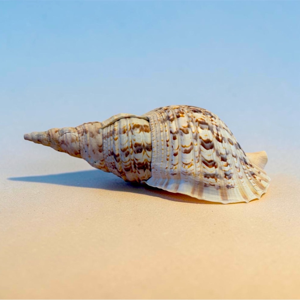 Triton’s Trumpet Shell 15” - collectors’ item